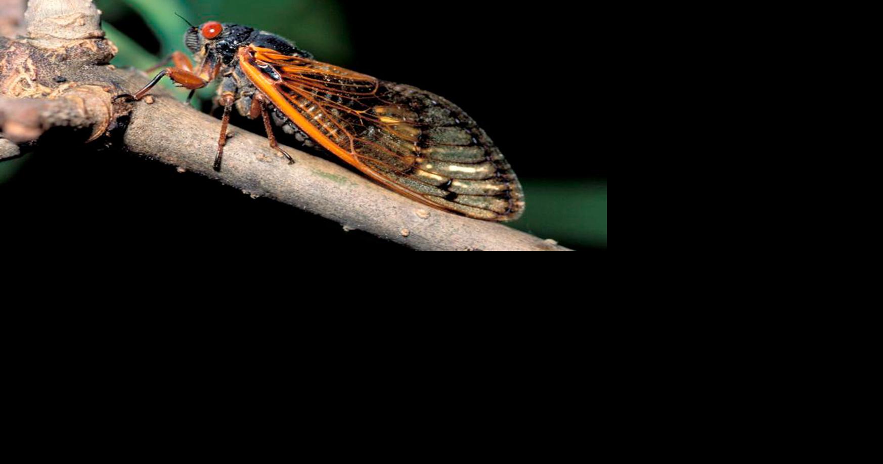 Billions of bugs: Spring cicada invasion to be biggest since 1803 ...