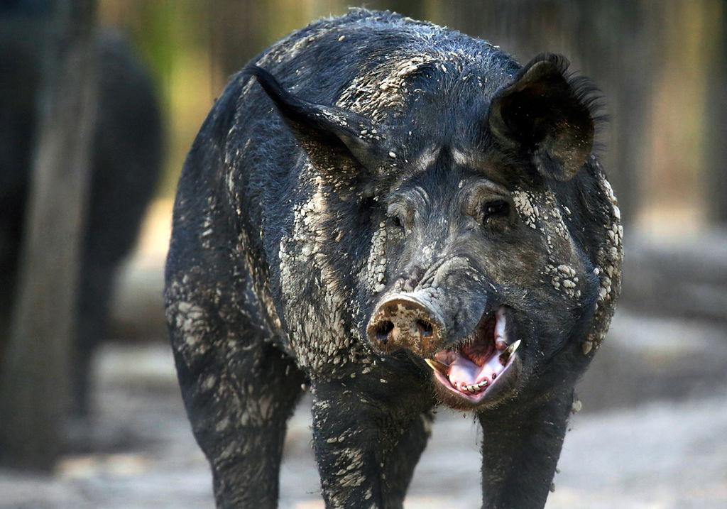 Missouri bans hunting of feral hogs on public land State News