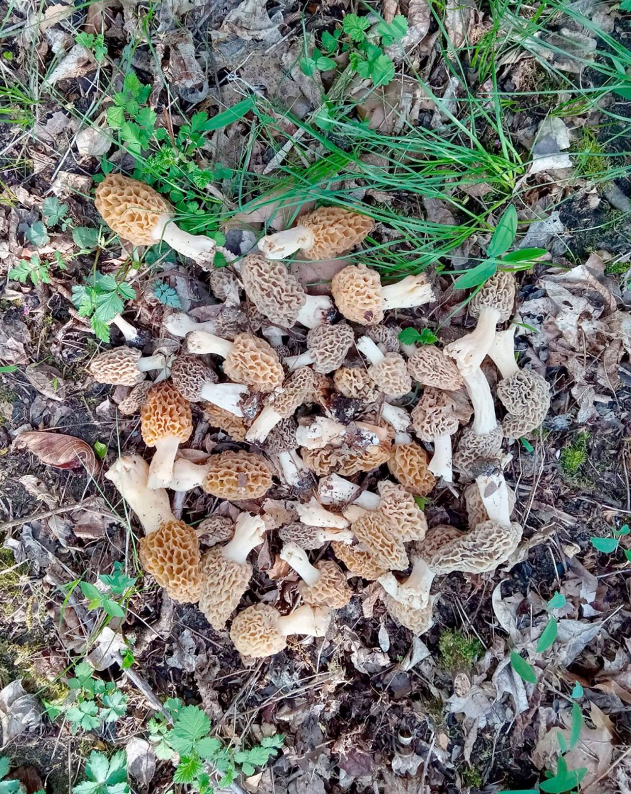 Morel mushroom hunting is in season - News ...