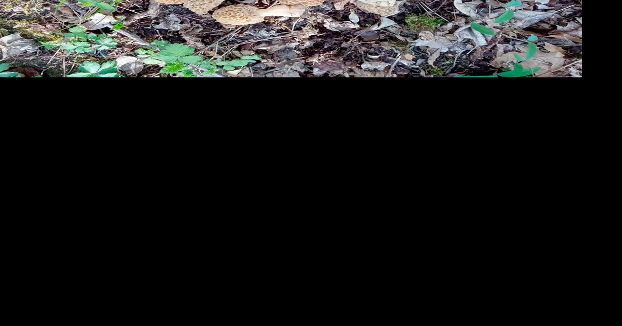 Morel mushroom hunting is in season News