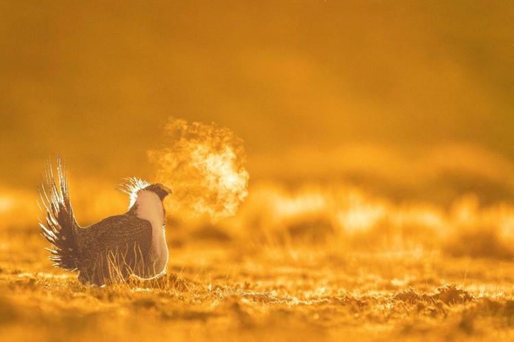 A male sage-grouse arrives to the Red Desert area in Wyoming