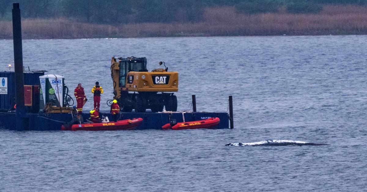 ألمانيا الحوت الذين تقطعت بهم السبل