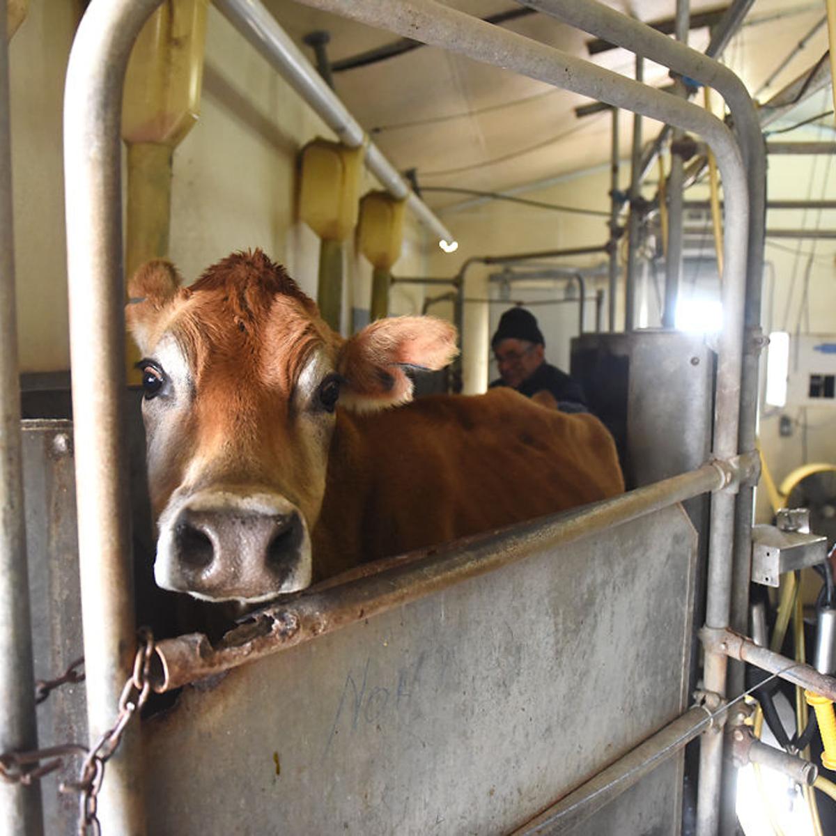 It S The Last Permitted Retail Raw Milk Farm In Missouri A Bill