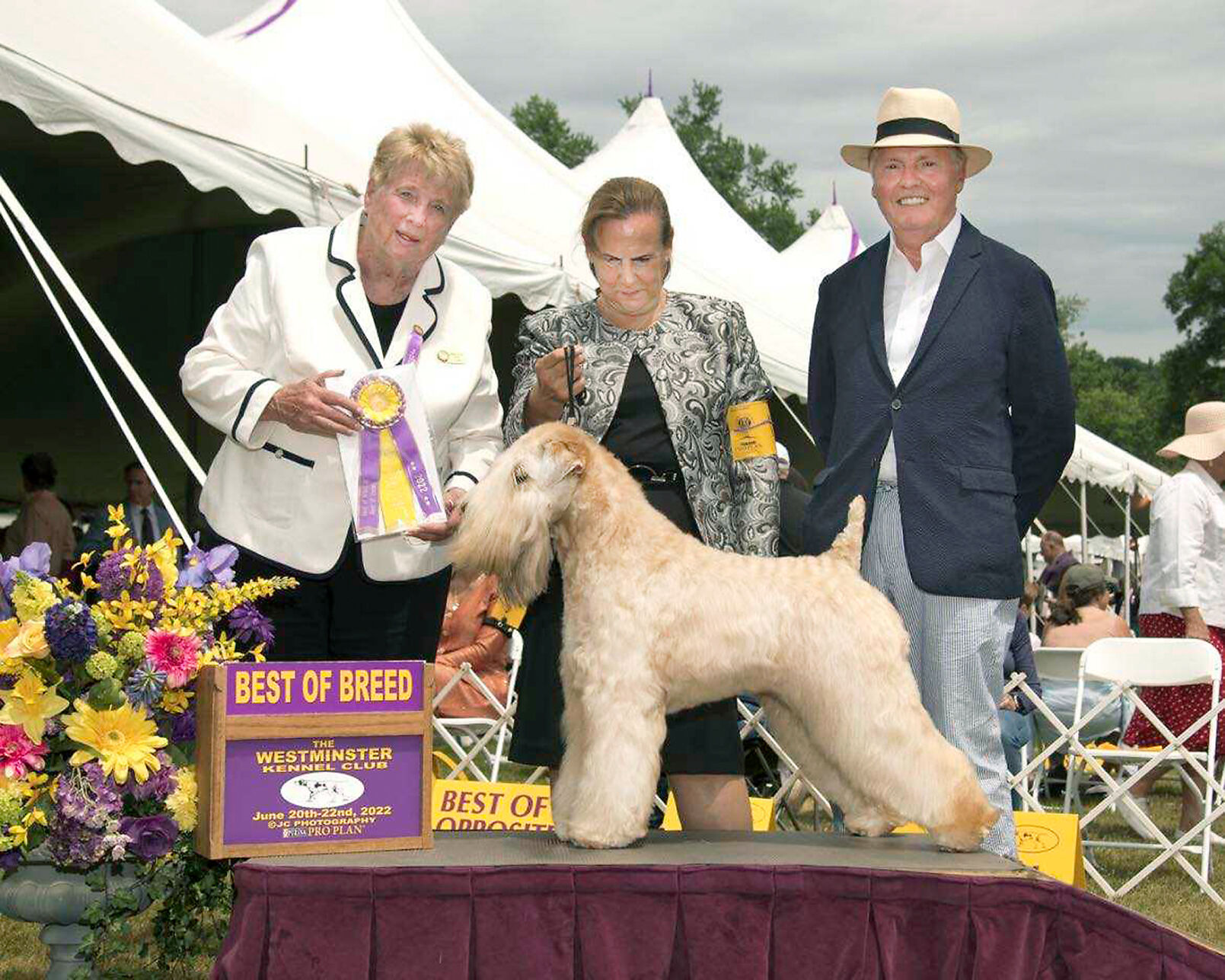 Westminster dog show sales wheaten terrier