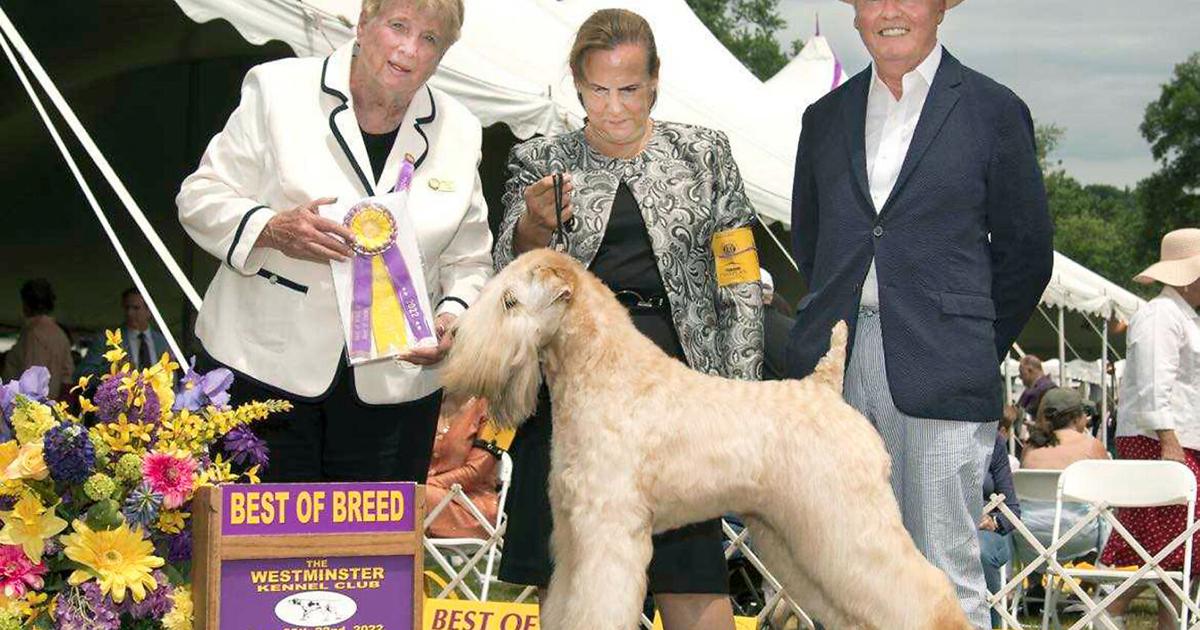 Collumibia Dogs Columbia dog named best of breed at Westminster dog show | Local ...
