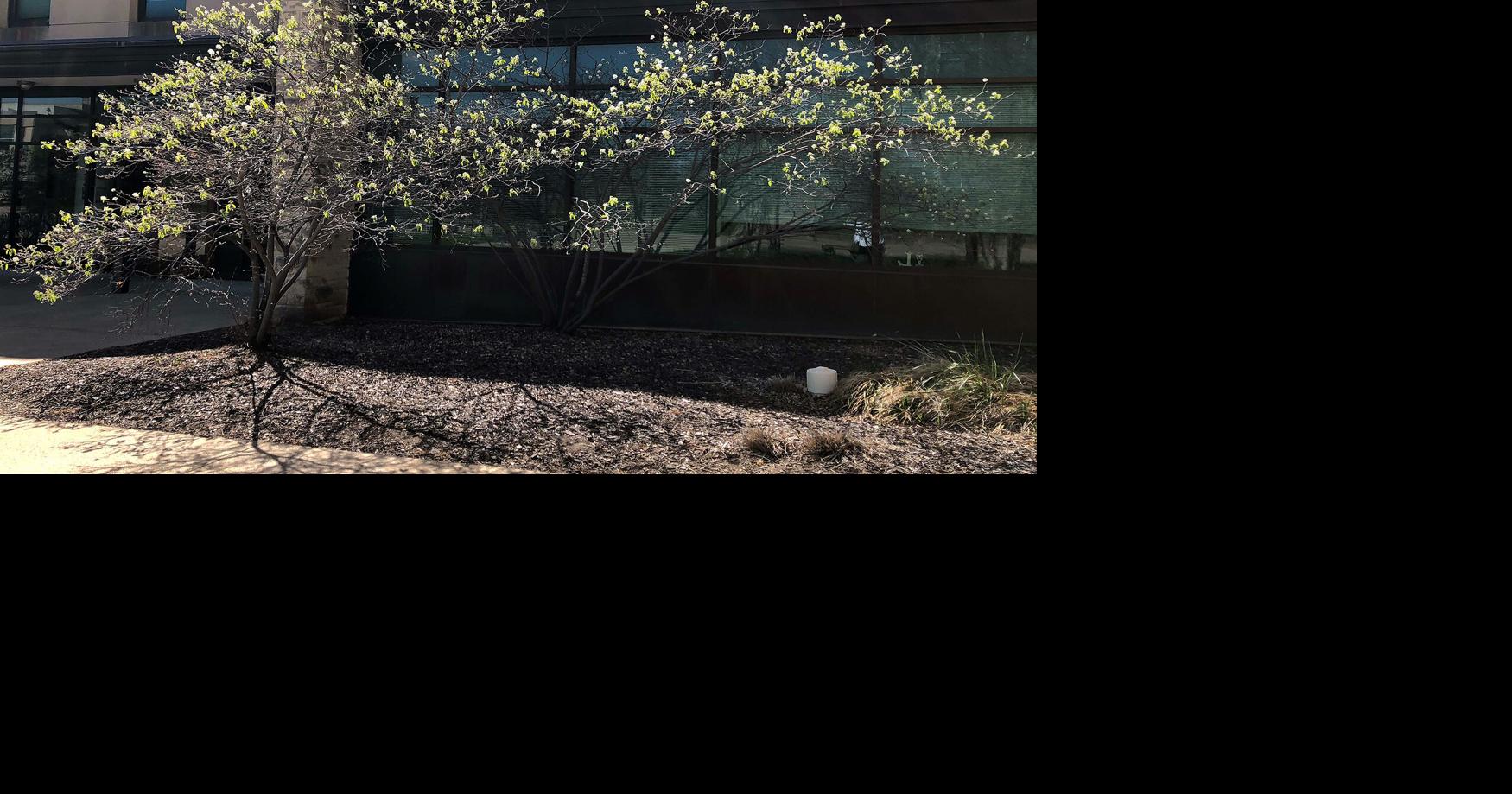 Serviceberries are lesser known that spring-blooming trees, but just as ...