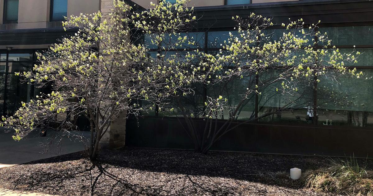 Serviceberry Tree In Spring Serviceberries are lesser known that spring-blooming trees, but just as ...