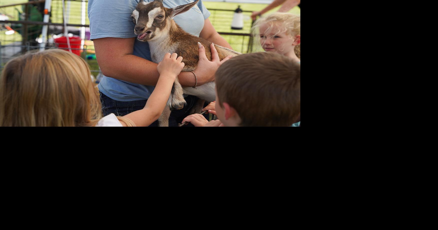 A kindergarten class pets 2-month-old Mocha the goat during the FFA Barnyard
