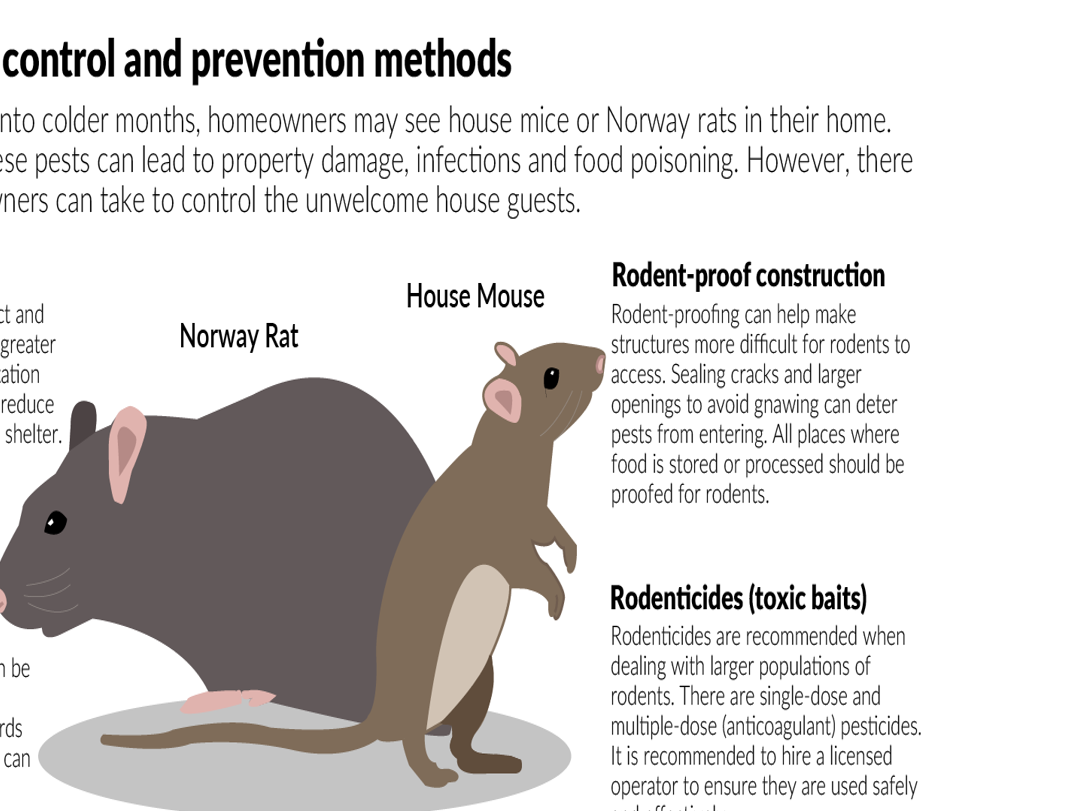 Man the barricades: Rodents seek warmth inside | Local