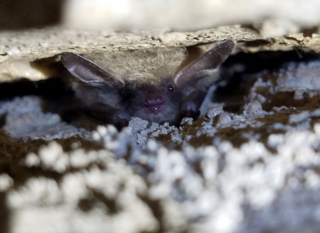 Fungus takes heavy toll on northern longeared bats in Missouri Local