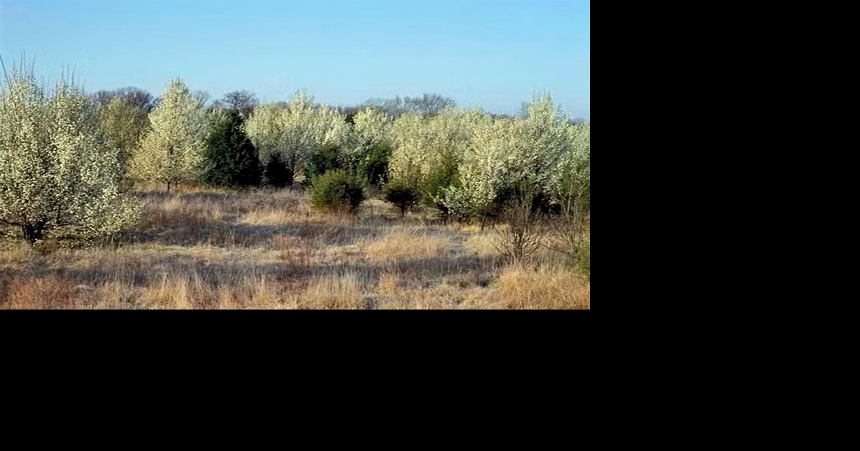 MU uses AI to track banned Callery pear trees | State News ...