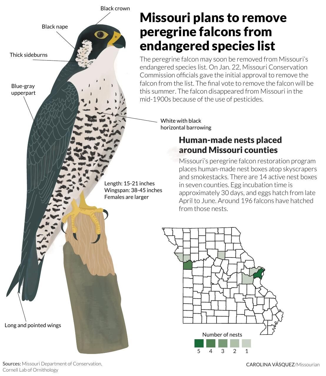 Missouri plans to remove peregrine falcons from endangered species list |  Graphics 