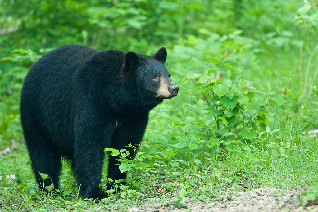 Missouri lays plans to open bear hunting season in coming years State