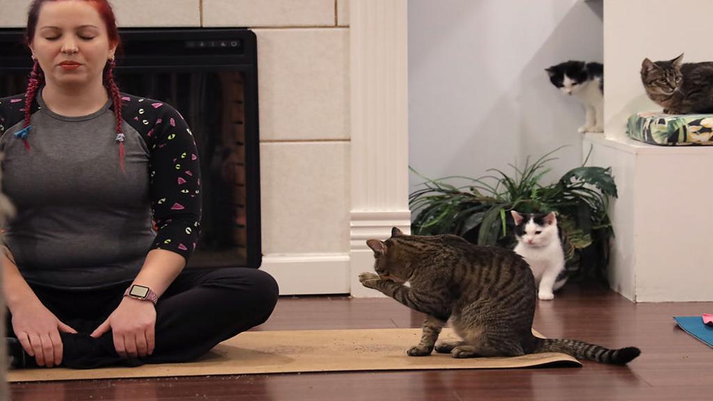 Papa S Cat Cafe Brings Kitten Yoga To Columbia Local