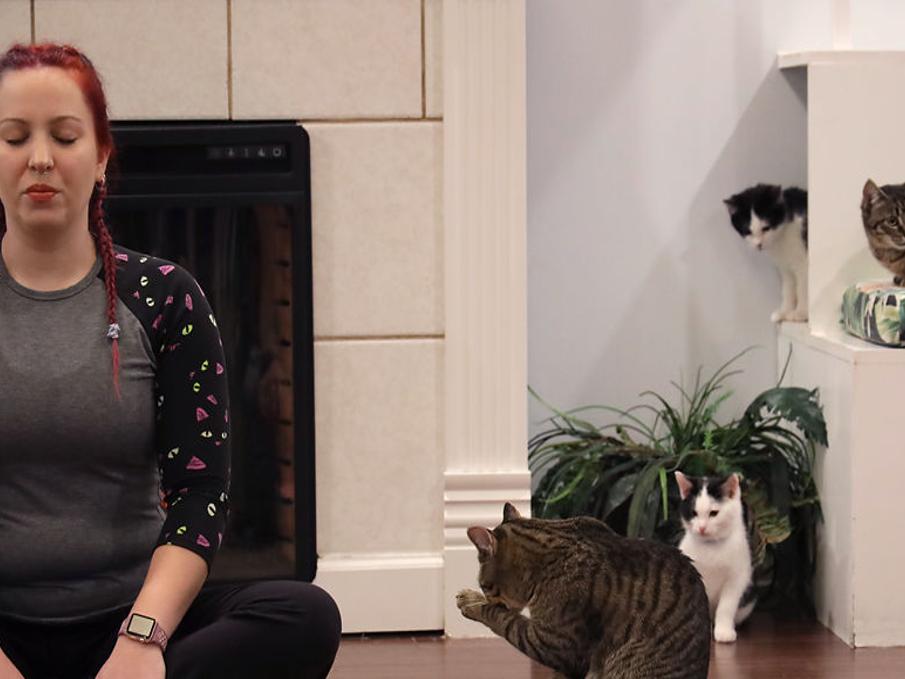 Papa S Cat Cafe Brings Kitten Yoga To Columbia Local