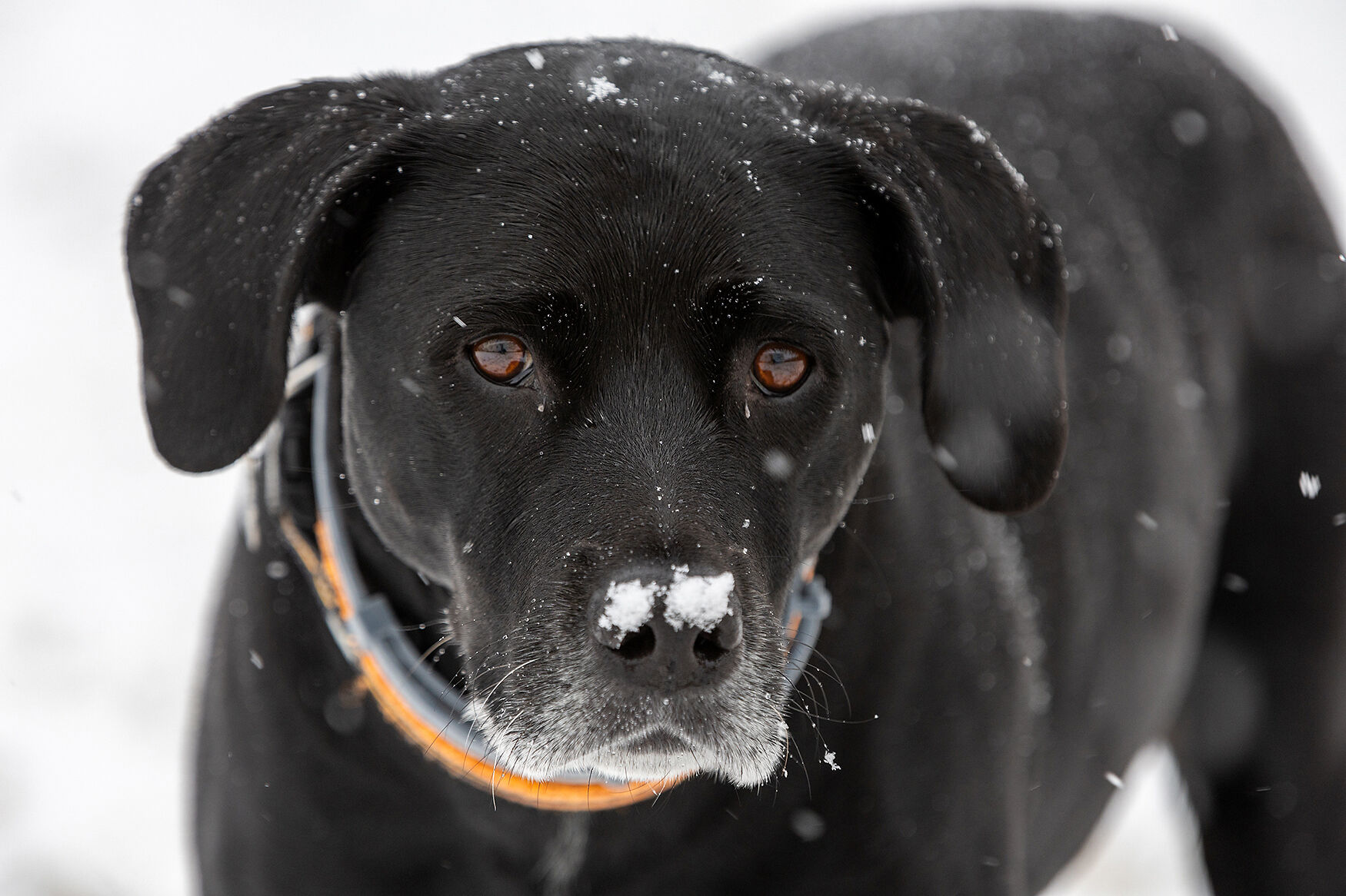 Collumibia Dogs Snow falls on Columbia, leads to closures while city prepares for ...