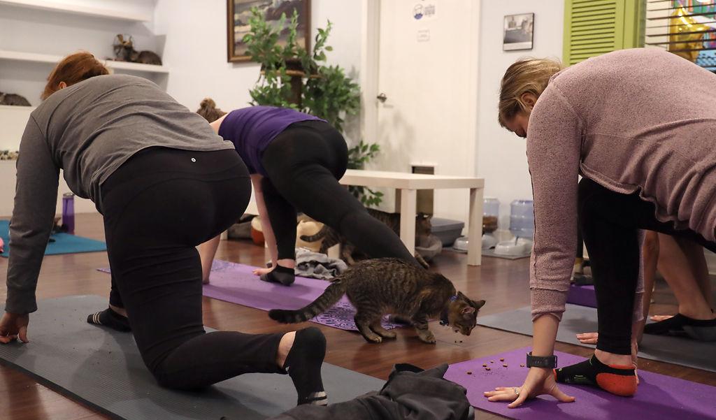 Papa S Cat Cafe Brings Kitten Yoga To Columbia Local Columbiamissourian Com