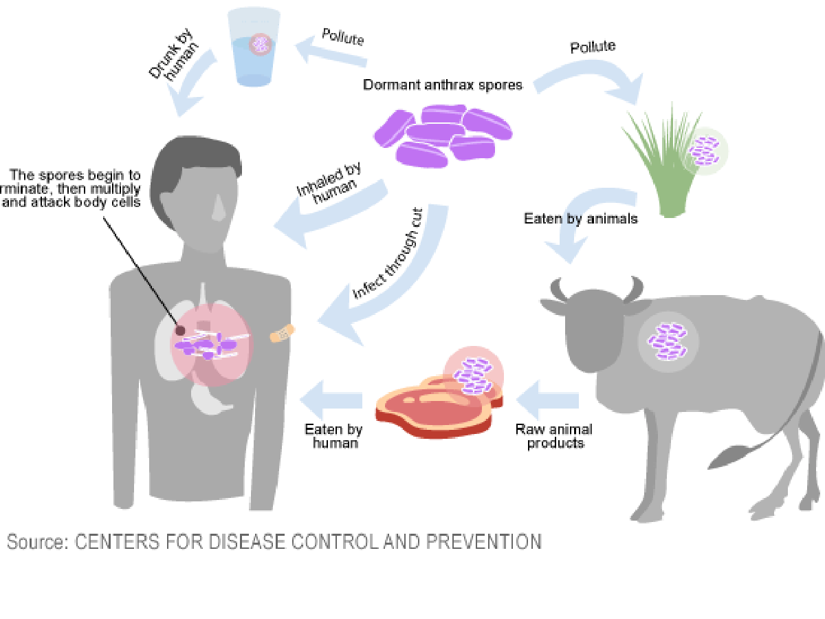 Mu Researcher Aids New Anthrax Detection Development | Progress |  Columbiamissourian.com