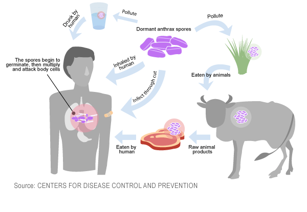 Mu Researcher Aids New Anthrax Detection Development Progress 6584