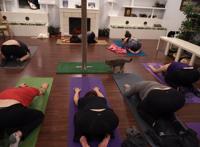 Papa S Cat Cafe Brings Kitten Yoga To Columbia Local Columbiamissourian Com