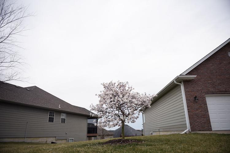 Snow, hard freeze threaten to prune color from early spring Local