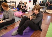 Papa S Cat Cafe Brings Kitten Yoga To Columbia Local Columbiamissourian Com