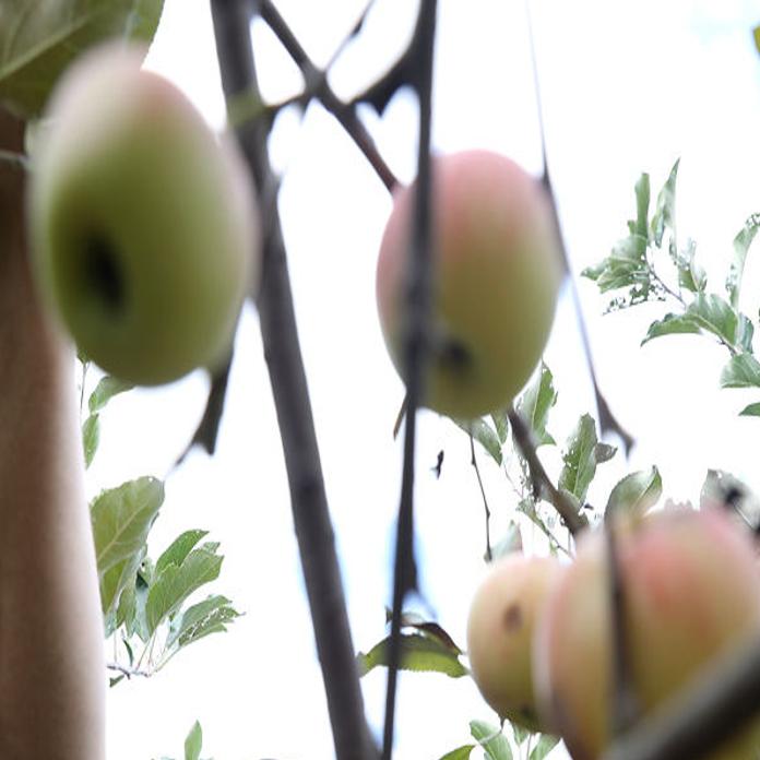Orchard Fresh Apples, Happy Apples, Washington, MO