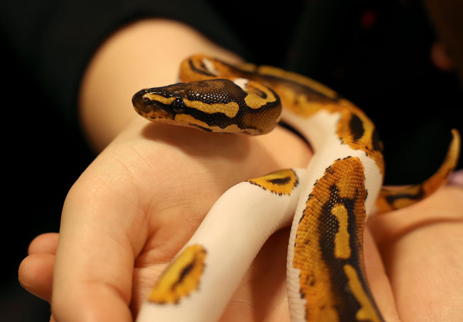 Show Me Reptile Show slithers back to Columbia Local