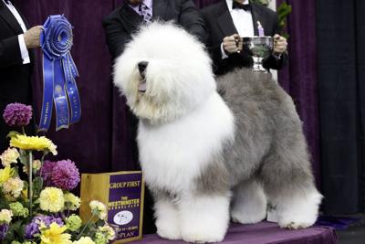 Best in Show Judging (FULL) | 150th Westminster Kennel Club Dog Show trivia: Which breed has NEVER won Best in Show at Westminster?