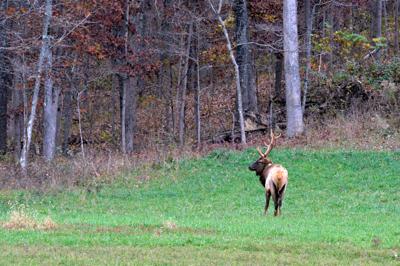 A bull elk walks through a clearing