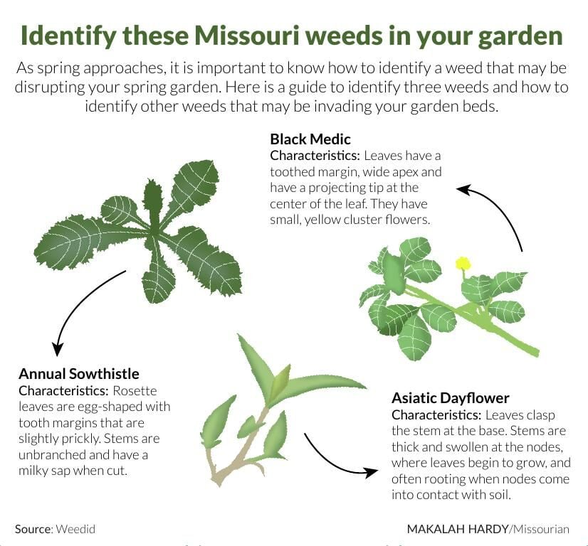 Identify these Missouri weeds in your garden Graphics