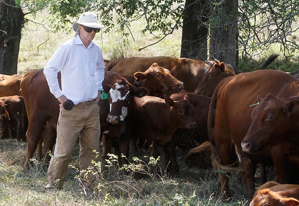 Mid-Missouri rancher pioneers mob grazing | Local | columbiamissourian.com