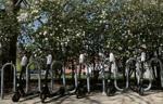 Bird scooters rest at a designated parking spot