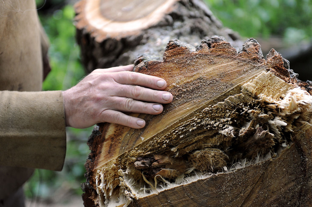 cottonwood awaits second life as hand-carved canoe local