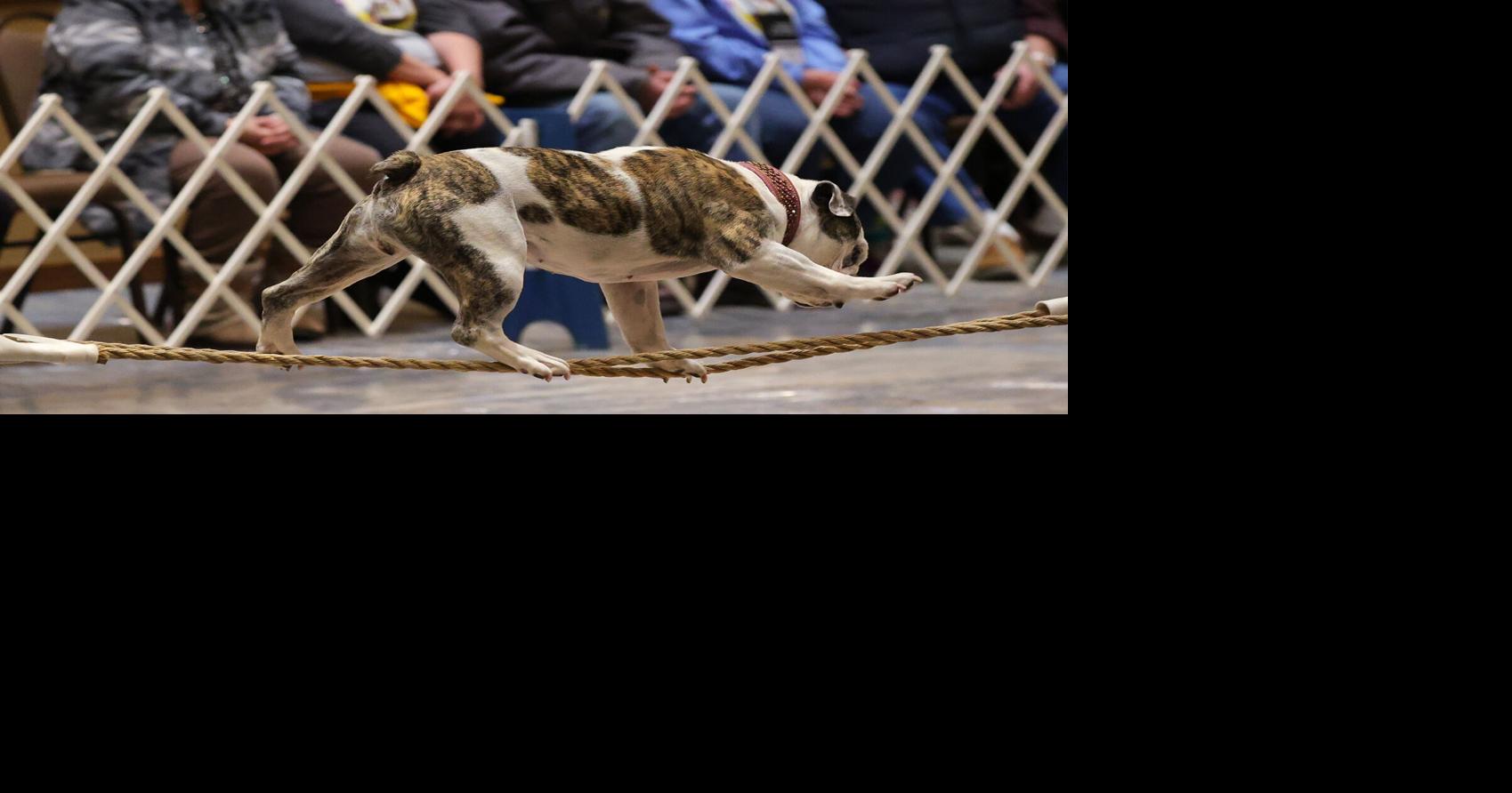 Bedecked bulldogs compete for best-in-show at the national bulldog show ...