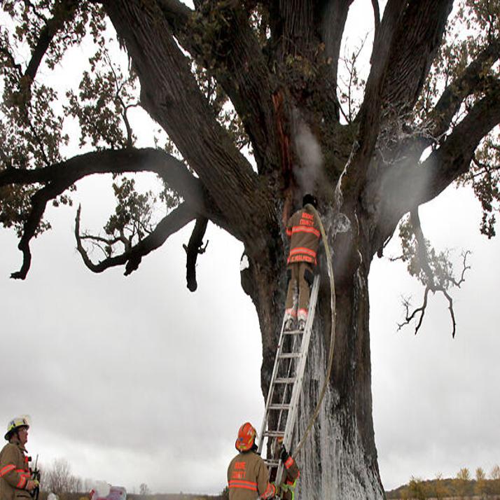Historic Bur Oak Tree Struck By Lightning During Friday Morning Storms Local Columbiamissourian Com - how to get old tree back roblox