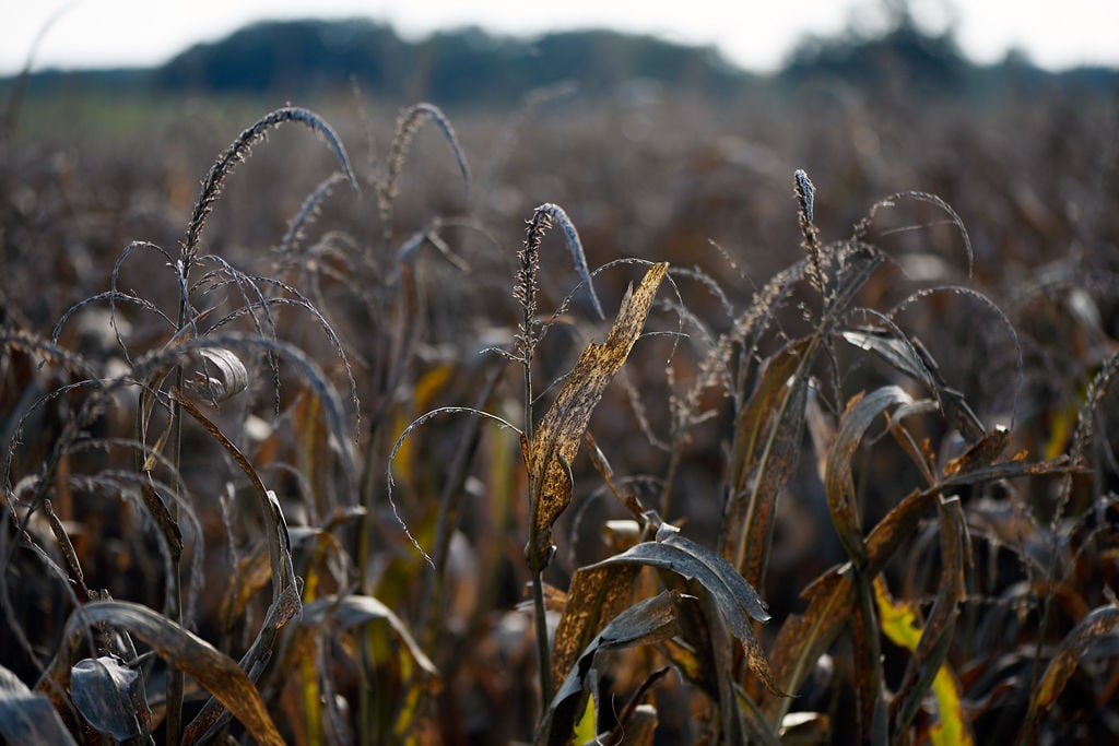 Secondbest corn harvest on record underway in Missouri Local