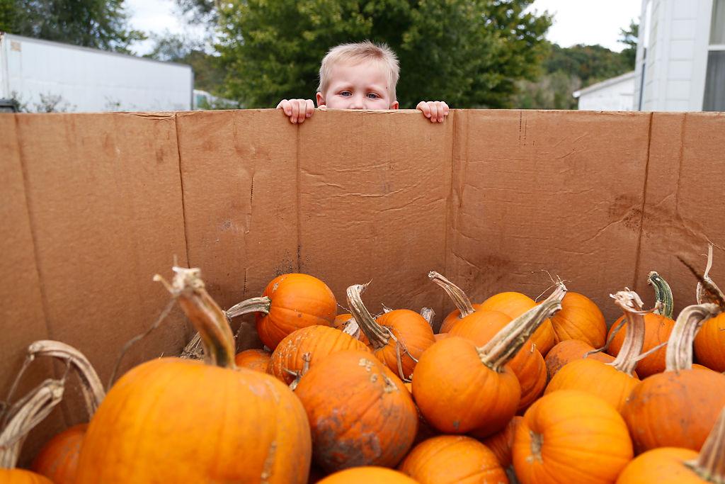 pandemic doesn t spare popular hartsburg pumpkin festival local columbiamissourian com pandemic doesn t spare popular