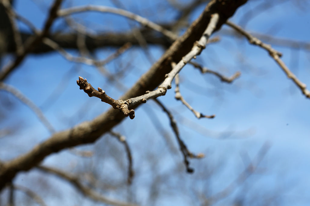 As iconic bur oak declines, clones promise to keep lineage alive