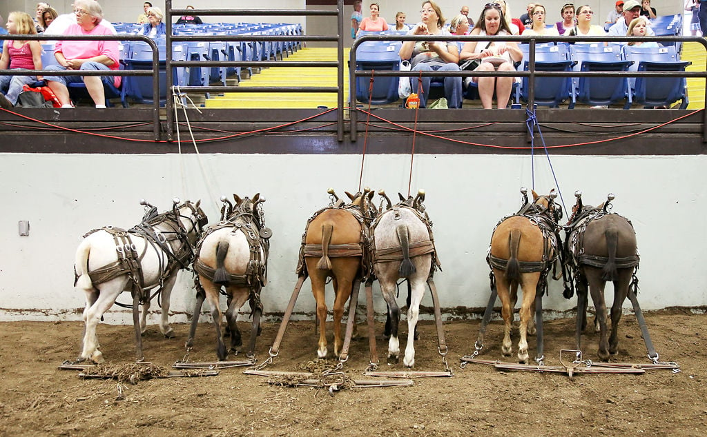 Tradition of pony pulling present at Missouri State Fair News