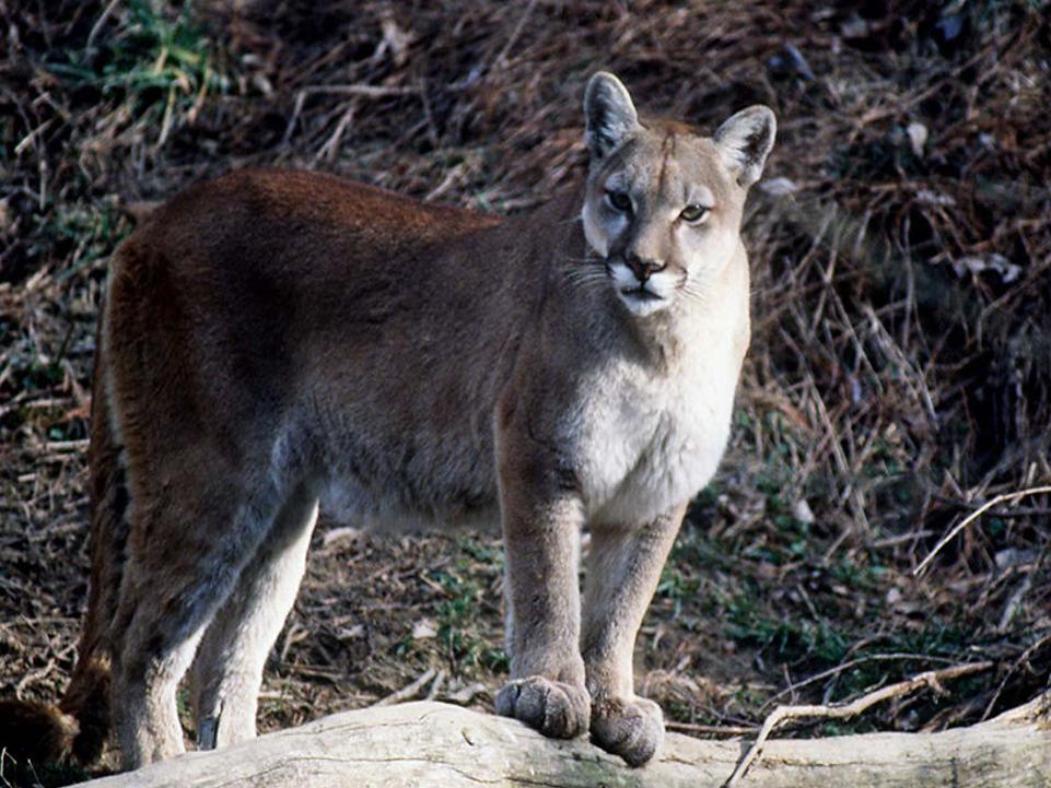 26 More People Come Forward With Mountain Lion Sightings in NJ