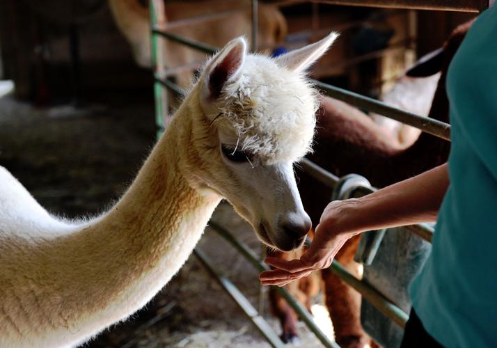 Musings of a Menopausal Melonmmmquilts: Alpaca Wool Pressing Mat