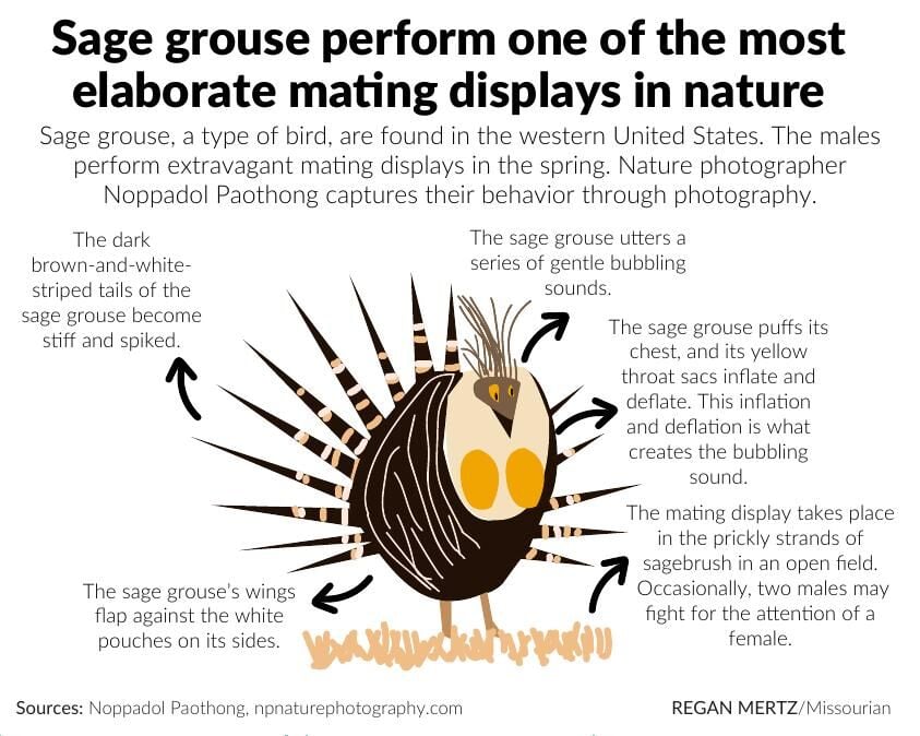 Sage grouse perform one of the most elaborate mating displays in nature