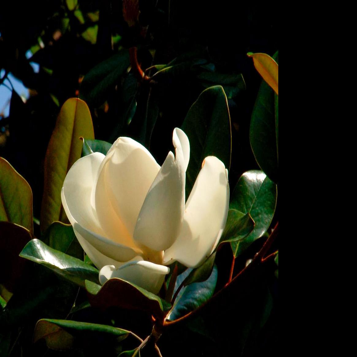 69a1e9e64a1d6.image.jpg?crop= 