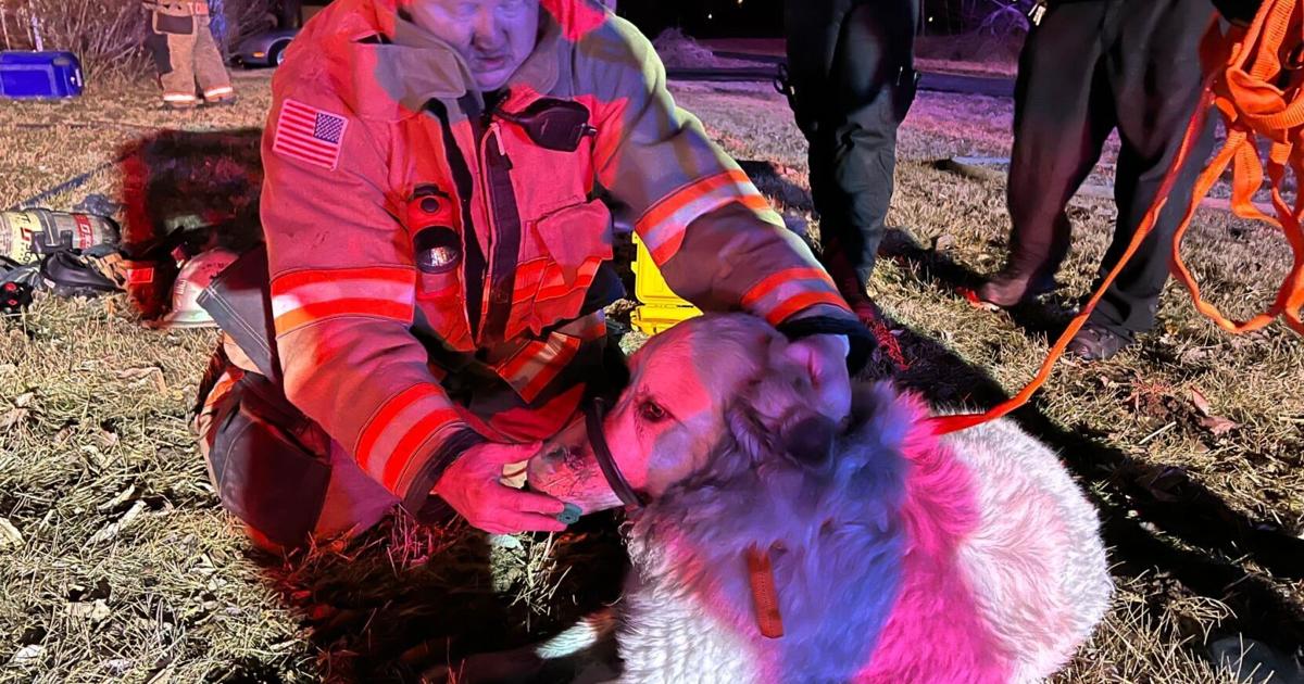 Boone County firefighters rescue dog from structure fire on Brown School Road | Local