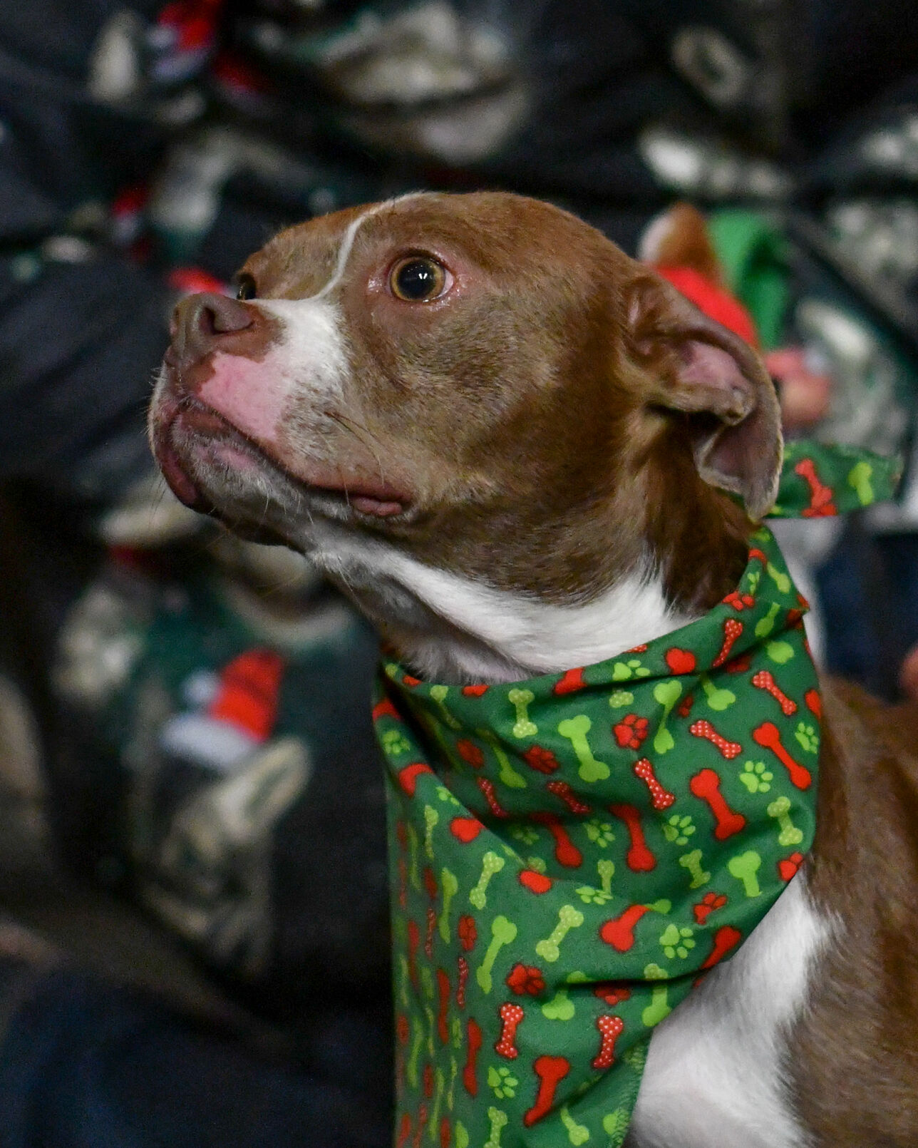 Audrey Liz Matching Bandana