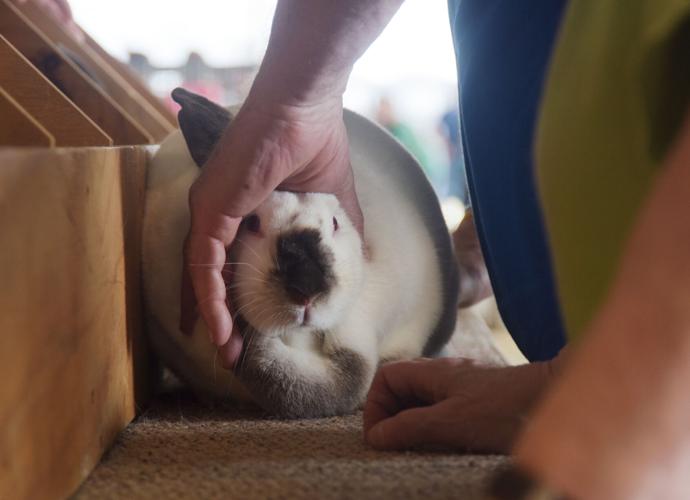 4H and FFA youth take on first livestock show of the 2021 Boone County