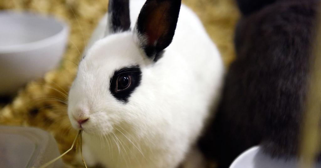 College student creates small animal rescue to help mid-Missouri's ...