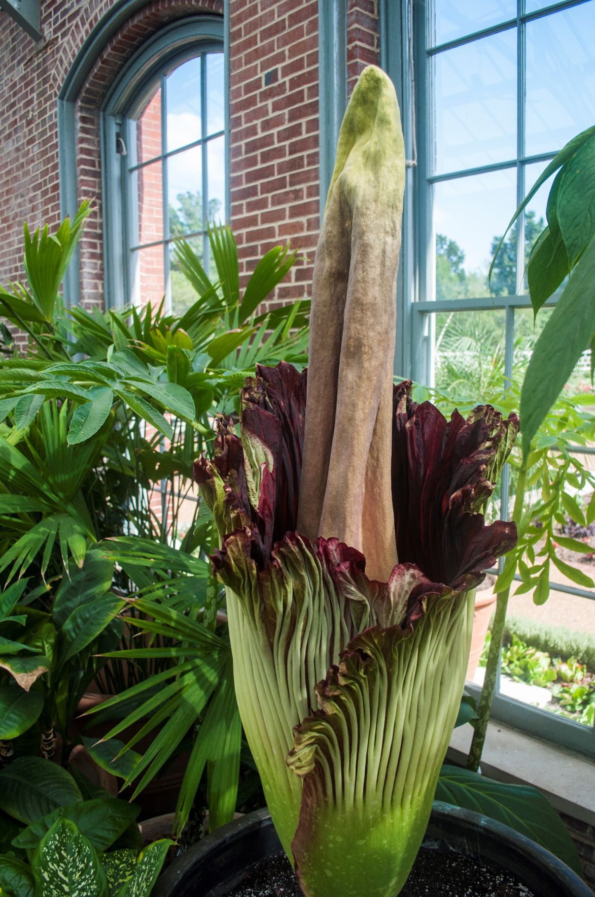 Rare 'corpse flower' blooming at Missouri Botanical Garden in St. Louis