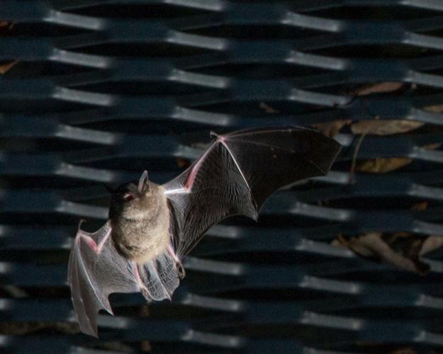 An Indiana bat in flight